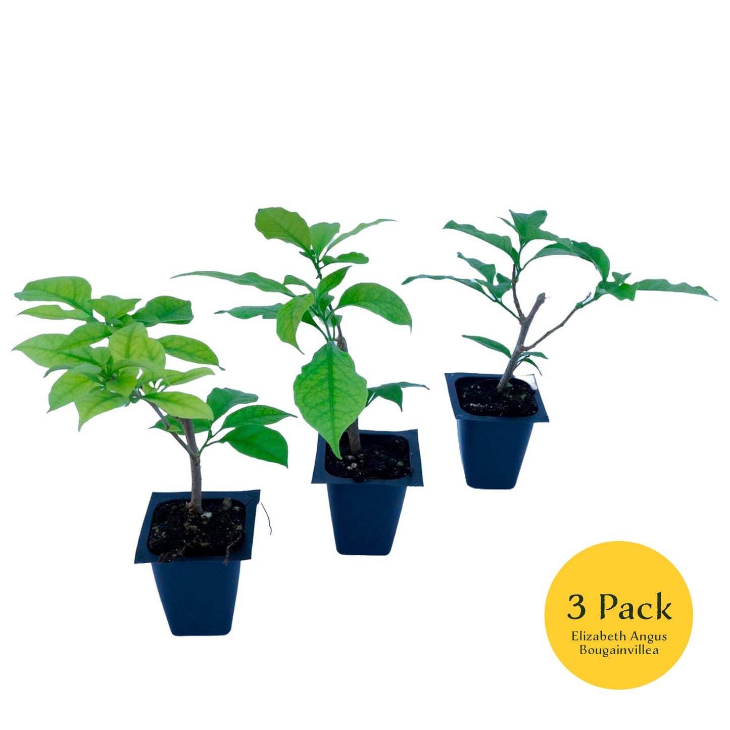 Elizabeth Angus Bougainvillea (Bougainvillea 'Elizabeth Angus') in 2.5" Nursery Cubes