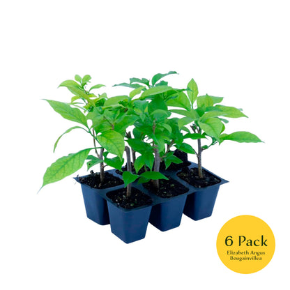 Elizabeth Angus Bougainvillea (Bougainvillea 'Elizabeth Angus') in 2.5" Nursery Cubes