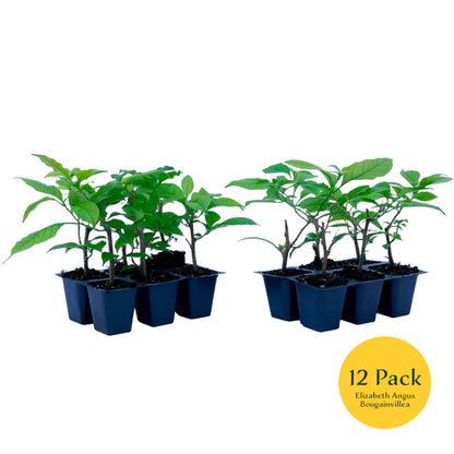Elizabeth Angus Bougainvillea (Bougainvillea 'Elizabeth Angus') in 2.5" Nursery Cubes