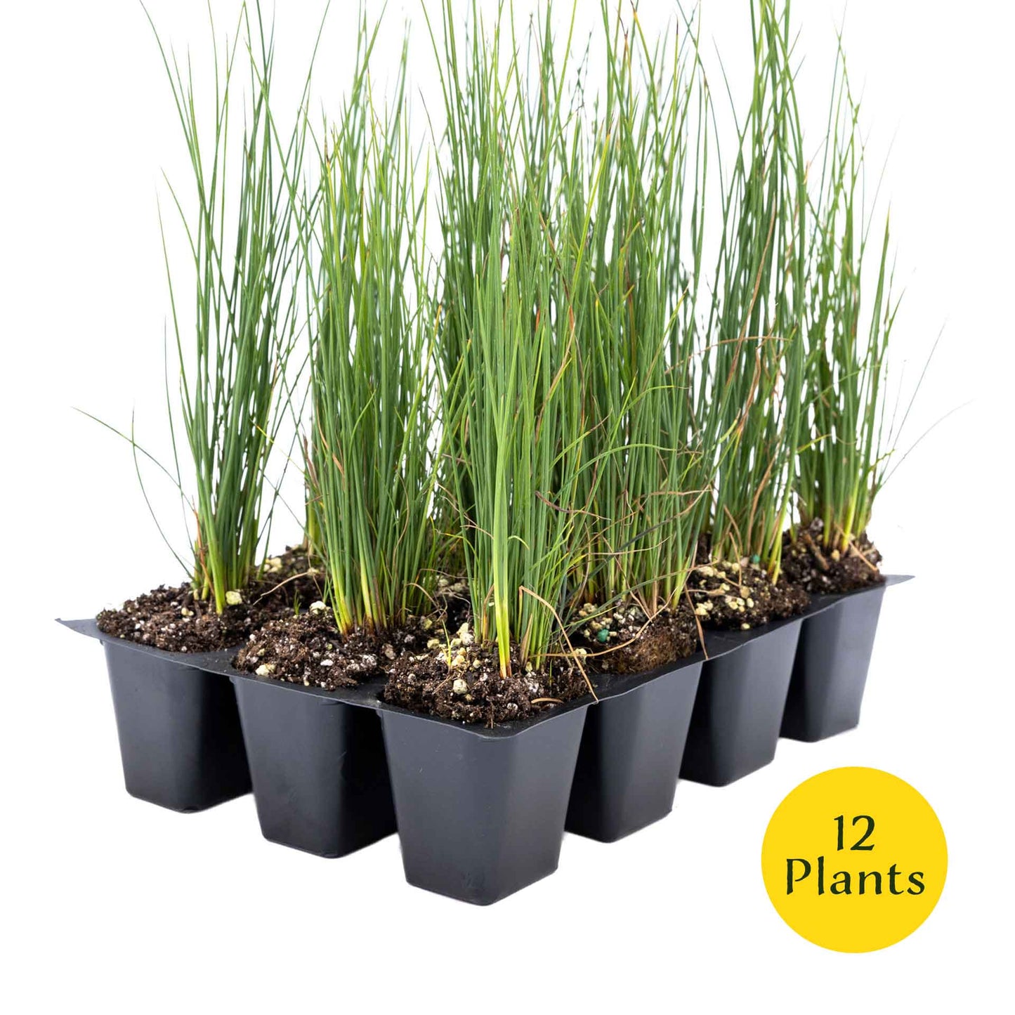 3 Elk Blue California Gray Rush, Live Plants in 2.5" Cubes (Juncus P. Elk Blue) Ornamental Wetland Rush with Stiff Upright Blue-Gray Foliage