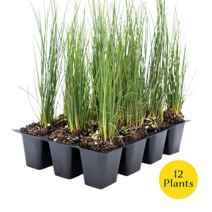 3 Elk Blue California Gray Rush, Live Plants in 2.5" Cubes (Juncus P. Elk Blue) Ornamental Wetland Rush with Stiff Upright Blue-Gray Foliage