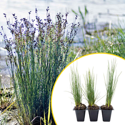 3 Elk Blue California Gray Rush, Live Plants in 2.5" Cubes (Juncus P. Elk Blue) Ornamental Wetland Rush with Stiff Upright Blue-Gray Foliage