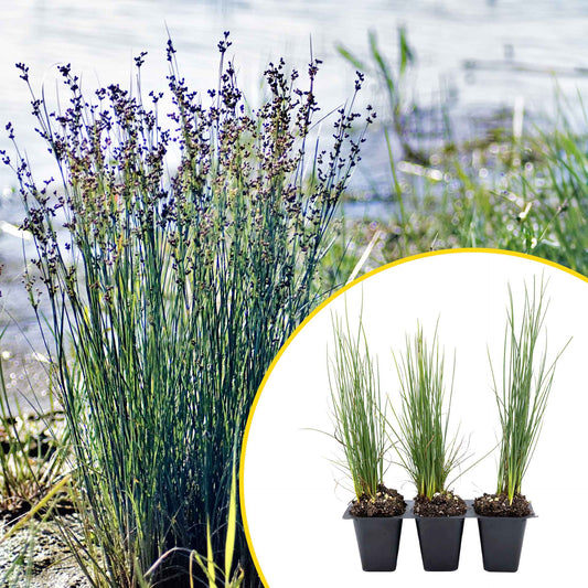 3 Elk Blue California Gray Rush, Live Plants in 2.5" Cubes (Juncus P. Elk Blue) Ornamental Wetland Rush with Stiff Upright Blue-Gray Foliage