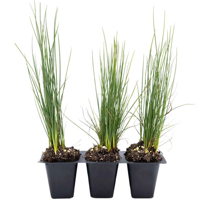 3 Elk Blue California Gray Rush, Live Plants in 2.5" Cubes (Juncus P. Elk Blue) Ornamental Wetland Rush with Stiff Upright Blue-Gray Foliage