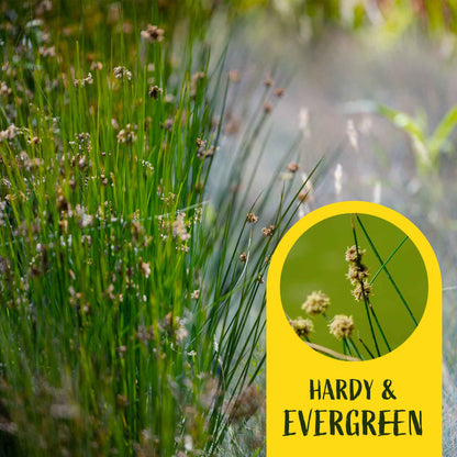 3 Elk Blue California Gray Rush, Live Plants in 2.5" Cubes (Juncus P. Elk Blue) Ornamental Wetland Rush with Stiff Upright Blue-Gray Foliage