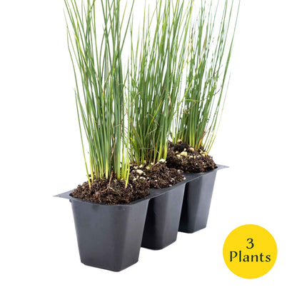 3 Elk Blue California Gray Rush, Live Plants in 2.5" Cubes (Juncus P. Elk Blue) Ornamental Wetland Rush with Stiff Upright Blue-Gray Foliage