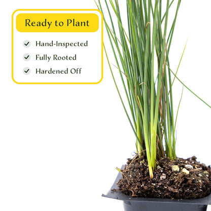 3 Elk Blue California Gray Rush, Live Plants in 2.5" Cubes (Juncus P. Elk Blue) Ornamental Wetland Rush with Stiff Upright Blue-Gray Foliage