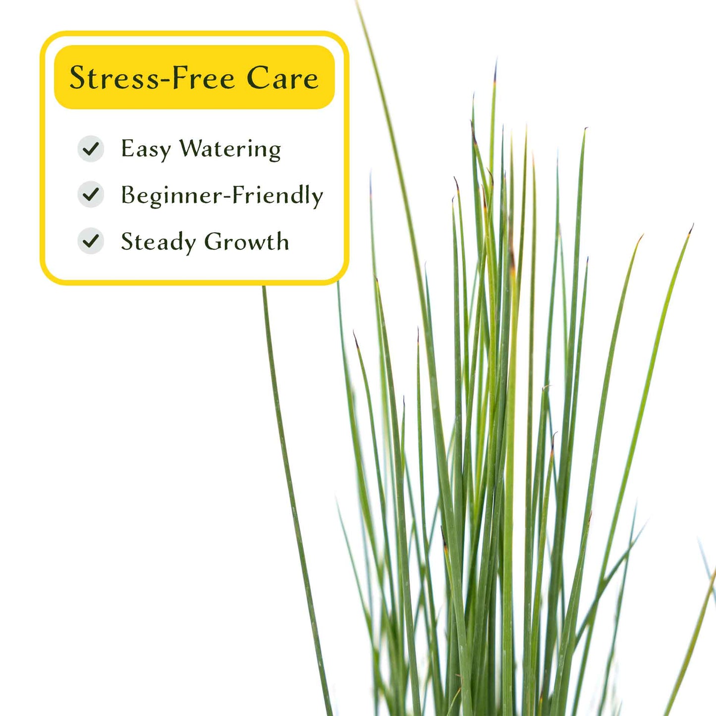 3 Elk Blue California Gray Rush, Live Plants in 2.5" Cubes (Juncus P. Elk Blue) Ornamental Wetland Rush with Stiff Upright Blue-Gray Foliage
