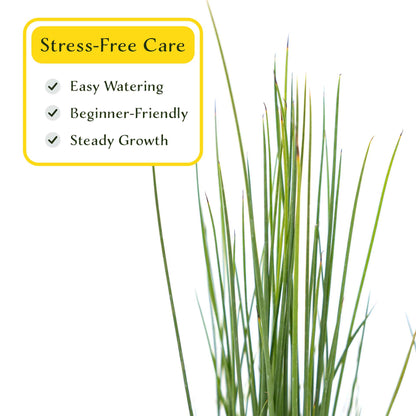 3 Elk Blue California Gray Rush, Live Plants in 2.5" Cubes (Juncus P. Elk Blue) Ornamental Wetland Rush with Stiff Upright Blue-Gray Foliage