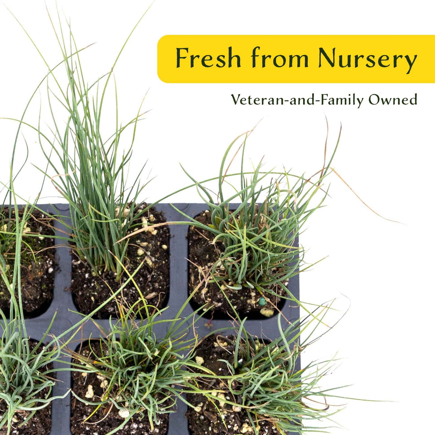 3 Elk Blue California Gray Rush, Live Plants in 2.5" Cubes (Juncus P. Elk Blue) Ornamental Wetland Rush with Stiff Upright Blue-Gray Foliage