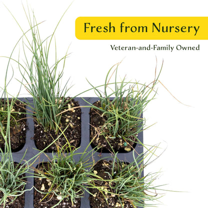 3 Elk Blue California Gray Rush, Live Plants in 2.5" Cubes (Juncus P. Elk Blue) Ornamental Wetland Rush with Stiff Upright Blue-Gray Foliage