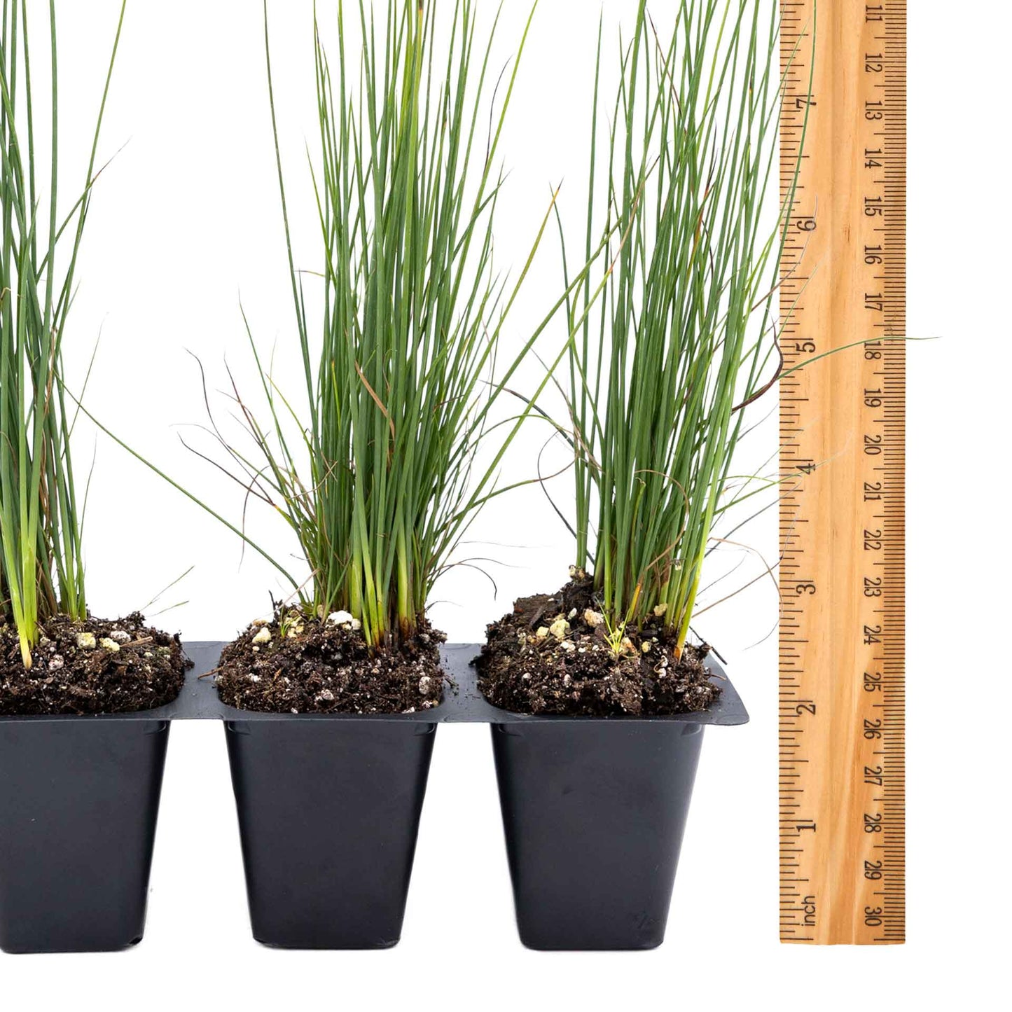3 Elk Blue California Gray Rush, Live Plants in 2.5" Cubes (Juncus P. Elk Blue) Ornamental Wetland Rush with Stiff Upright Blue-Gray Foliage