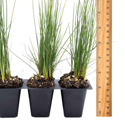 3 Elk Blue California Gray Rush, Live Plants in 2.5" Cubes (Juncus P. Elk Blue) Ornamental Wetland Rush with Stiff Upright Blue-Gray Foliage