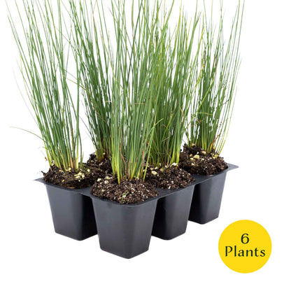 3 Elk Blue California Gray Rush, Live Plants in 2.5" Cubes (Juncus P. Elk Blue) Ornamental Wetland Rush with Stiff Upright Blue-Gray Foliage