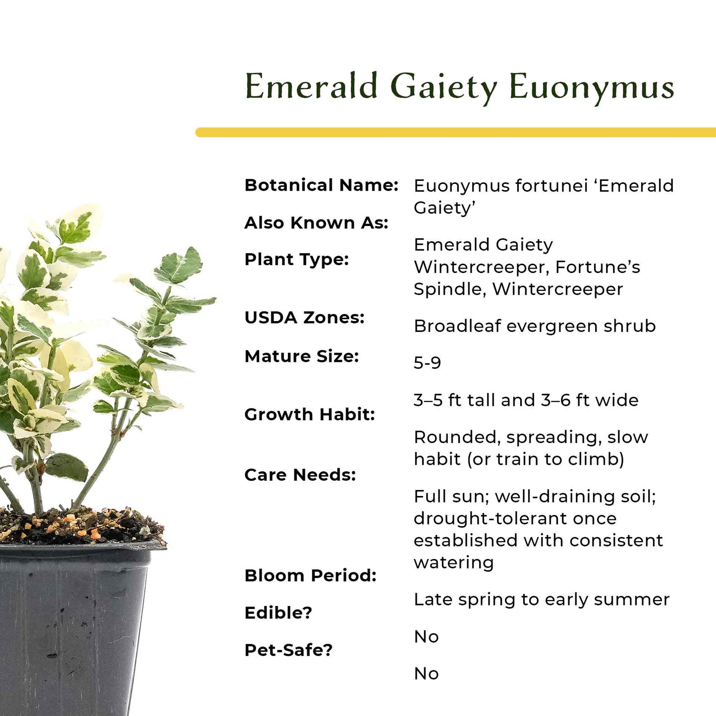 Emerald Gaiety Euonymus in 3.5” Nursery Cubes (Euonymus fortunei ‘Emerald Gaiety’)