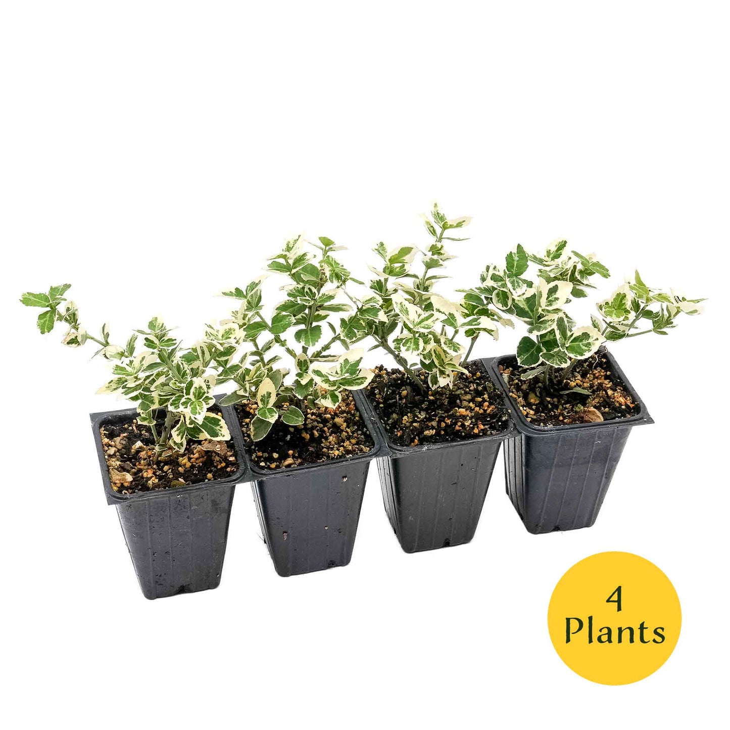 Emerald Gaiety Euonymus in 3.5” Nursery Cubes (Euonymus fortunei ‘Emerald Gaiety’)