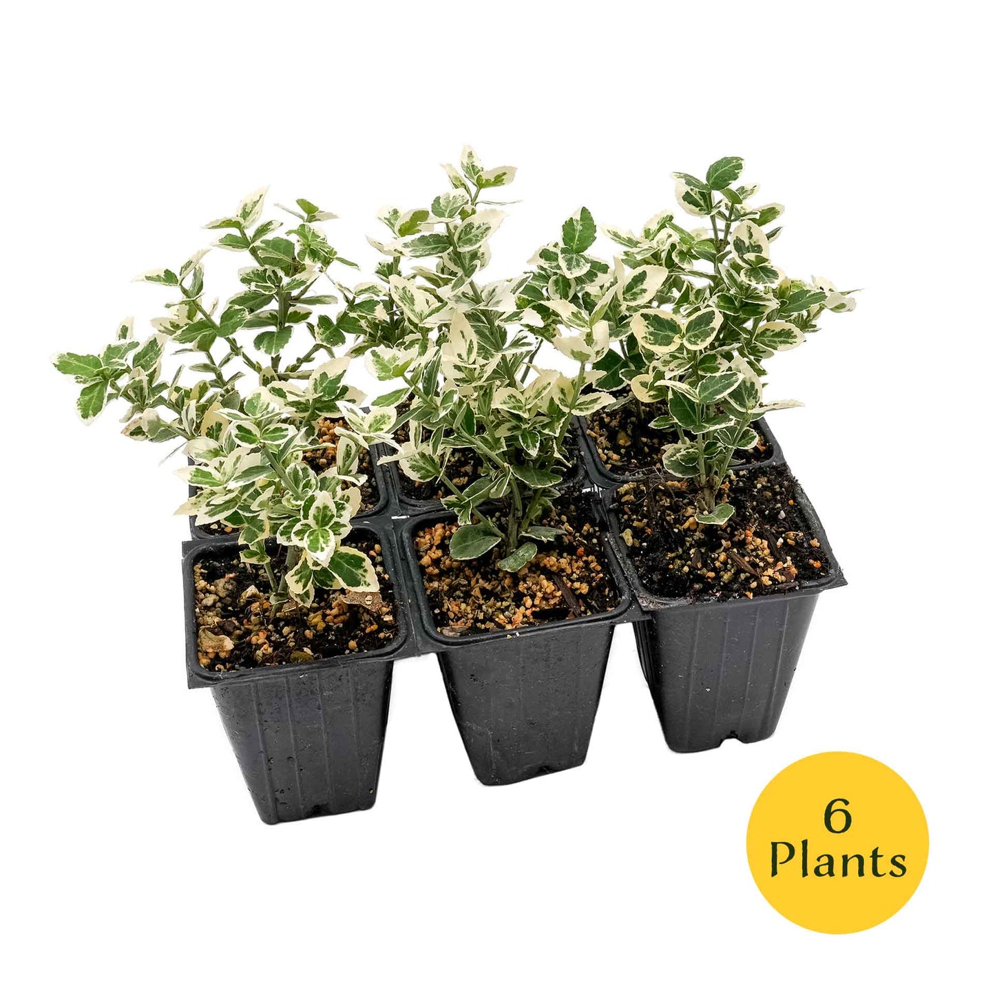 Emerald Gaiety Euonymus in 3.5” Nursery Cubes (Euonymus fortunei ‘Emerald Gaiety’)