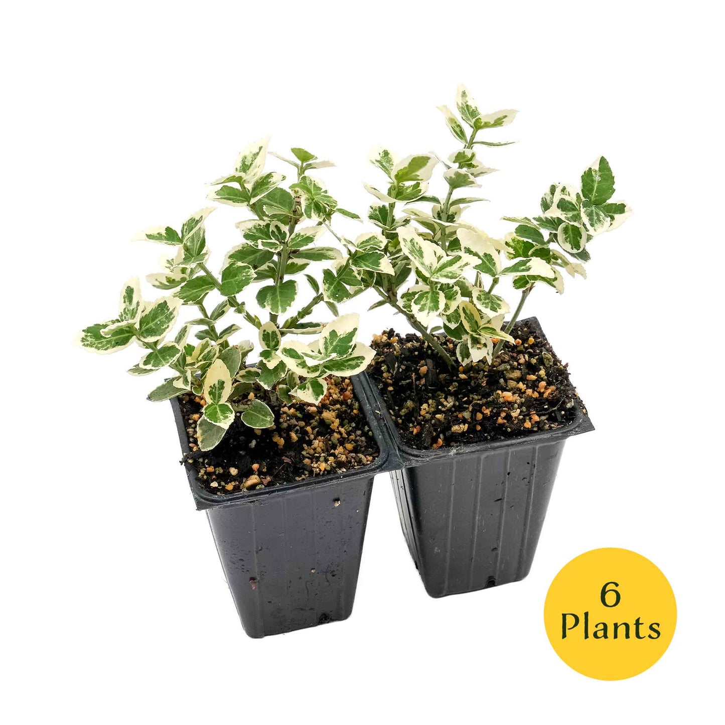 Emerald Gaiety Euonymus in 3.5” Nursery Cubes (Euonymus fortunei ‘Emerald Gaiety’)