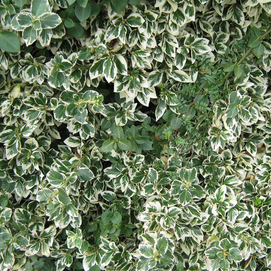 Emerald Gaiety Euonymus in 3.5” Nursery Cubes (Euonymus fortunei ‘Emerald Gaiety’)