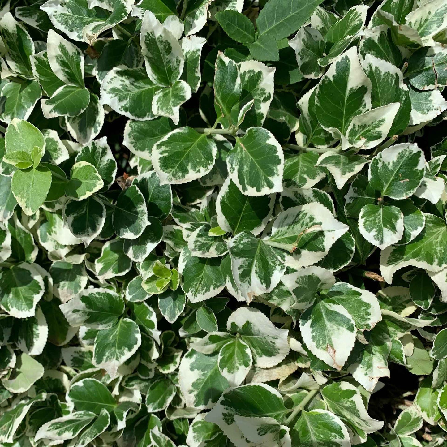 Emerald Gaiety Euonymus in 3.5” Nursery Cubes (Euonymus fortunei ‘Emerald Gaiety’)
