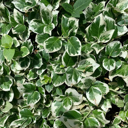 Emerald Gaiety Euonymus in 3.5” Nursery Cubes (Euonymus fortunei ‘Emerald Gaiety’)