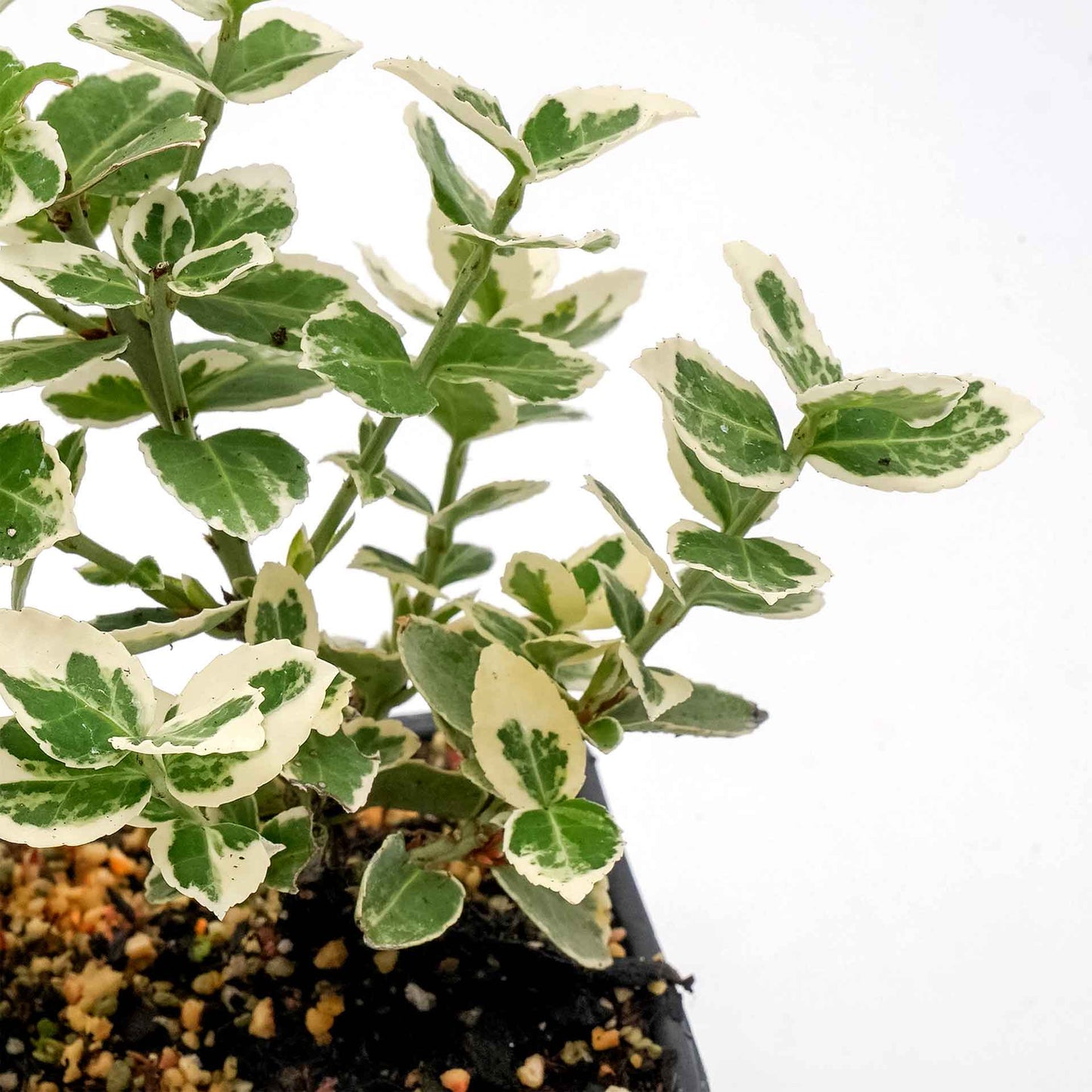 Emerald Gaiety Euonymus in 3.5” Nursery Cubes (Euonymus fortunei ‘Emerald Gaiety’)