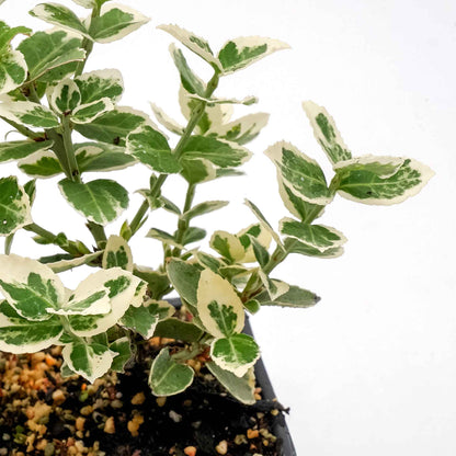 Emerald Gaiety Euonymus in 3.5” Nursery Cubes (Euonymus fortunei ‘Emerald Gaiety’)