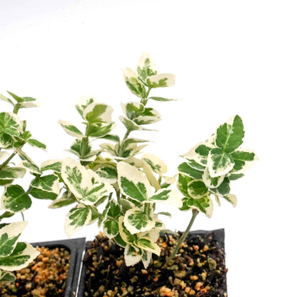 Emerald Gaiety Euonymus in 3.5” Nursery Cubes (Euonymus fortunei ‘Emerald Gaiety’)