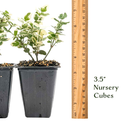 Emerald Gaiety Euonymus in 3.5” Nursery Cubes (Euonymus fortunei ‘Emerald Gaiety’)