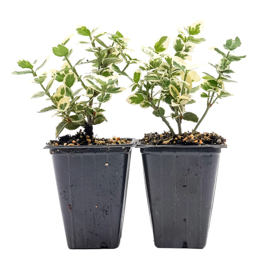 Emerald Gaiety Euonymus in 3.5” Nursery Cubes (Euonymus fortunei ‘Emerald Gaiety’)