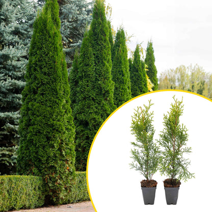 2 Emerald Green Arborvitae Saplings in 3.5” Cubes | Live Evergreen Privacy Tree for Dense Landscaping Screens (Thuja occidentalis 'Smaragd')