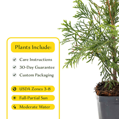 2 Emerald Green Arborvitae Saplings in 3.5” Cubes | Live Evergreen Privacy Tree for Dense Landscaping Screens (Thuja occidentalis 'Smaragd')