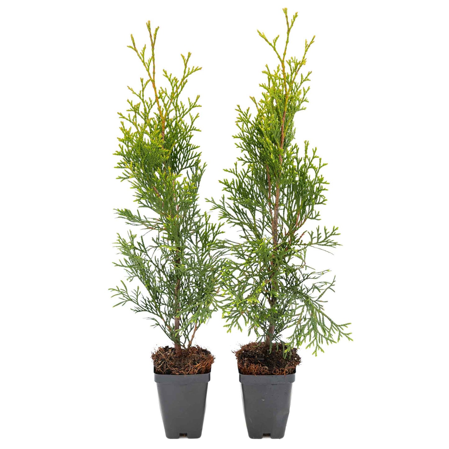 2 Emerald Green Arborvitae Saplings in 3.5” Cubes | Live Evergreen Privacy Tree for Dense Landscaping Screens (Thuja occidentalis 'Smaragd')