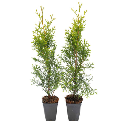 2 Emerald Green Arborvitae Saplings in 3.5” Cubes | Live Evergreen Privacy Tree for Dense Landscaping Screens (Thuja occidentalis 'Smaragd')