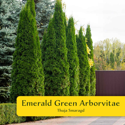 2 Emerald Green Arborvitae Saplings in 3.5” Cubes | Live Evergreen Privacy Tree for Dense Landscaping Screens (Thuja occidentalis 'Smaragd')
