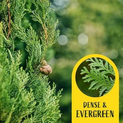 2 Emerald Green Arborvitae Saplings in 3.5” Cubes | Live Evergreen Privacy Tree for Dense Landscaping Screens (Thuja occidentalis 'Smaragd')