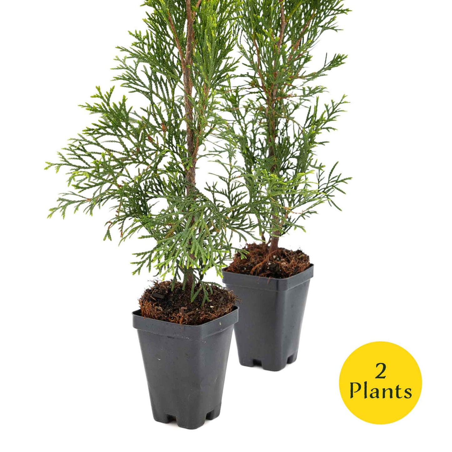 2 Emerald Green Arborvitae Saplings in 3.5” Cubes | Live Evergreen Privacy Tree for Dense Landscaping Screens (Thuja occidentalis 'Smaragd')