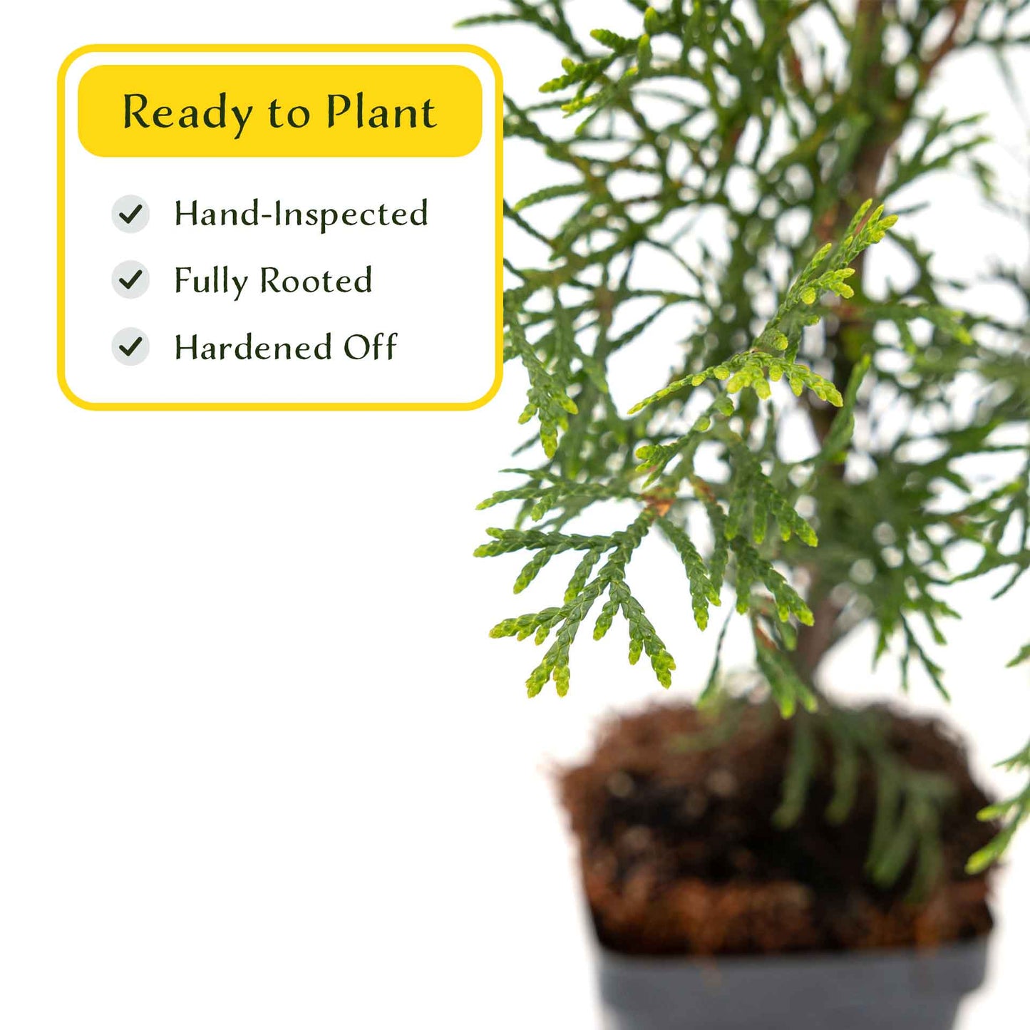 2 Emerald Green Arborvitae Saplings in 3.5” Cubes | Live Evergreen Privacy Tree for Dense Landscaping Screens (Thuja occidentalis 'Smaragd')