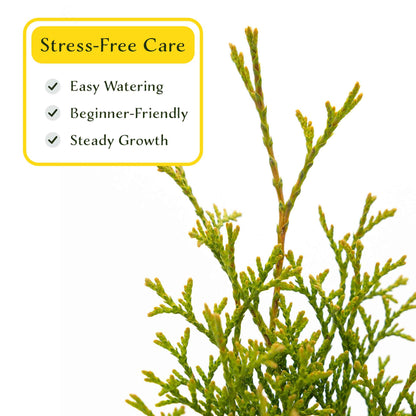 2 Emerald Green Arborvitae Saplings in 3.5” Cubes | Live Evergreen Privacy Tree for Dense Landscaping Screens (Thuja occidentalis 'Smaragd')