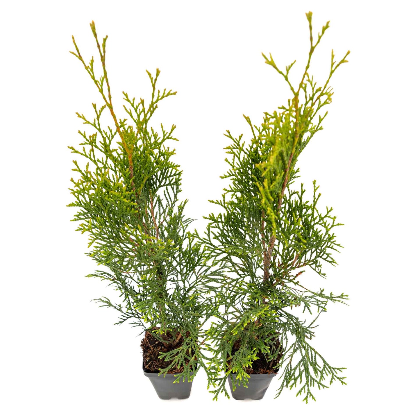 2 Emerald Green Arborvitae Saplings in 3.5” Cubes | Live Evergreen Privacy Tree for Dense Landscaping Screens (Thuja occidentalis 'Smaragd')