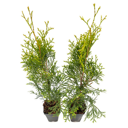 2 Emerald Green Arborvitae Saplings in 3.5” Cubes | Live Evergreen Privacy Tree for Dense Landscaping Screens (Thuja occidentalis 'Smaragd')