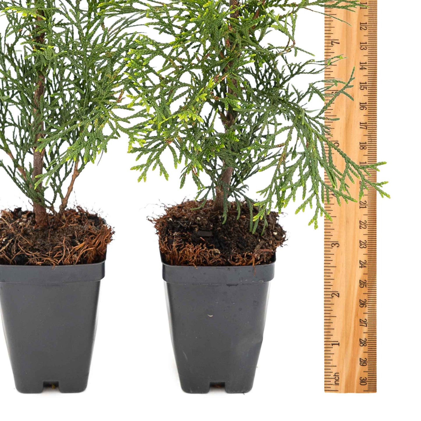 2 Emerald Green Arborvitae Saplings in 3.5” Cubes | Live Evergreen Privacy Tree for Dense Landscaping Screens (Thuja occidentalis 'Smaragd')