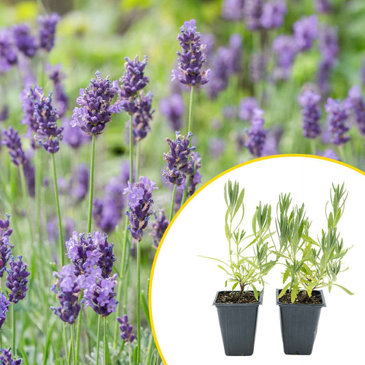 2 English Lavender Plants in 3.5" Cubes | Fragrant Evergreen Shrub with Purple Flowers for Landscaping & Gardens (Lavandula angustifolia)