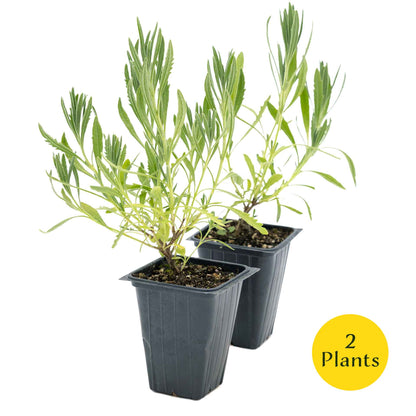 2 English Lavender Plants in 3.5" Cubes | Fragrant Evergreen Shrub with Purple Flowers for Landscaping & Gardens (Lavandula angustifolia)