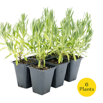 2 English Lavender Plants in 3.5" Cubes | Fragrant Evergreen Shrub with Purple Flowers for Landscaping & Gardens (Lavandula angustifolia)