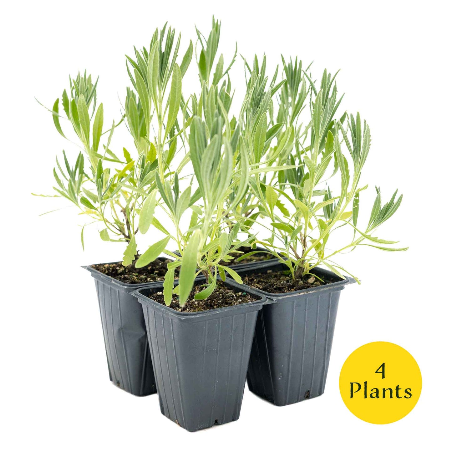 2 English Lavender Plants in 3.5" Cubes | Fragrant Evergreen Shrub with Purple Flowers for Landscaping & Gardens (Lavandula angustifolia)