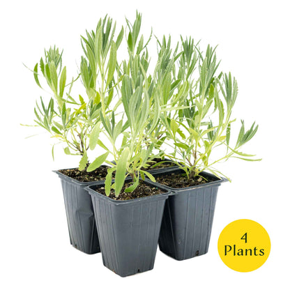 2 English Lavender Plants in 3.5" Cubes | Fragrant Evergreen Shrub with Purple Flowers for Landscaping & Gardens (Lavandula angustifolia)