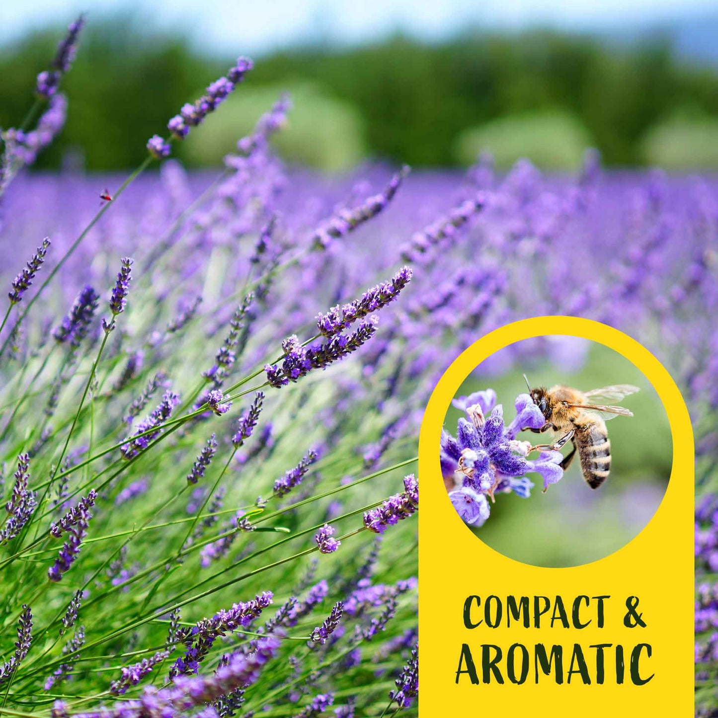 2 English Lavender Plants in 3.5" Cubes | Fragrant Evergreen Shrub with Purple Flowers for Landscaping & Gardens (Lavandula angustifolia)