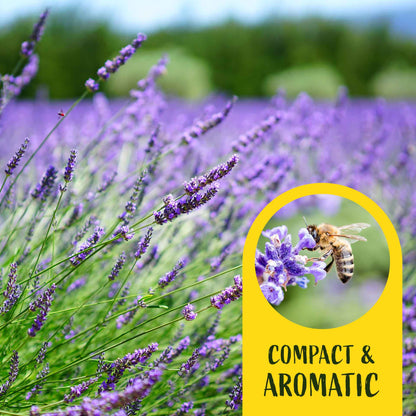 2 English Lavender Plants in 3.5" Cubes | Fragrant Evergreen Shrub with Purple Flowers for Landscaping & Gardens (Lavandula angustifolia)