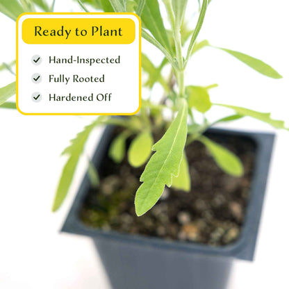 2 English Lavender Plants in 3.5" Cubes | Fragrant Evergreen Shrub with Purple Flowers for Landscaping & Gardens (Lavandula angustifolia)